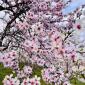 Hanami: Svátek rozkvetlých sakur
