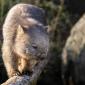 Vombati: zvláštní vačnatci z příbuzenstva koal