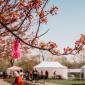 Hanami 2025