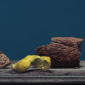Meduňka citronová - rodinná výtvarná dílna