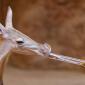 Insectivore Weekend at Prague Zoo