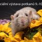 19. speciální výstava potkanů