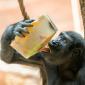 Zoo Praha pod ledem