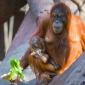 International Orangutan Day
