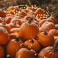 Halloweenský neomezený bufetový brunch & živá hudba