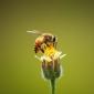 Královny medu zblízka - fotografická a interaktivní výstava včel
