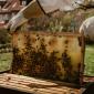 Beekeeping from A to Z