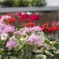 Muškátová burza - Prodej tradičních i neobvyklých pelargonií