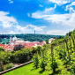 Pražské vinice
