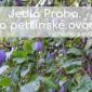 Jedlá Praha. Na petřínské ovoce! Vycházka s ovocnářem