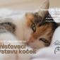 Umísťovací výstava koček