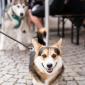 DOGS AND FRIENDS: podzimní edice