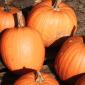 Pumpkin Day at Jason's