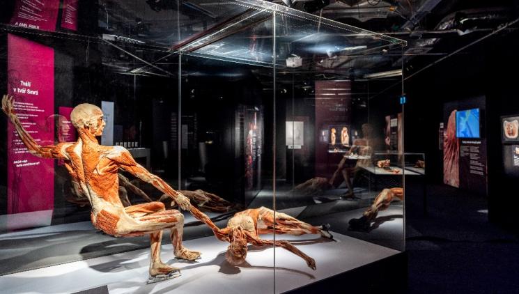Máte doma školáka a hledáte tip na akci, která vám i jemu o jarních prázdninách doslova vezme dech? Vydejte se na výstavu BODY WORLDS a poznejte fascinující cestu skrze lidské tělo!