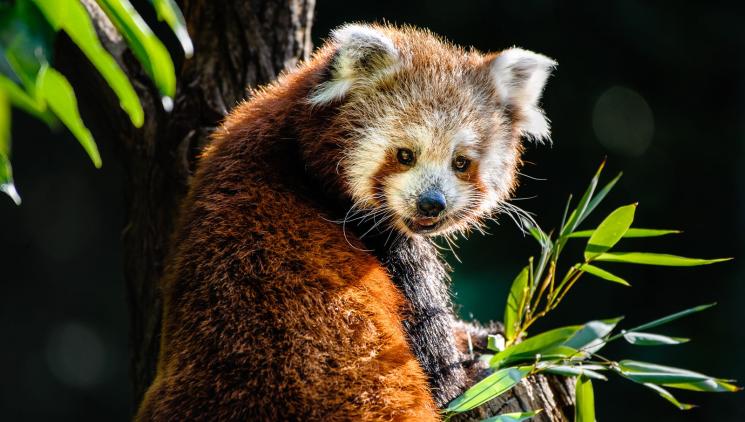 Zoopark Chomutov: Oáza klidu s nevšedním ubytováním