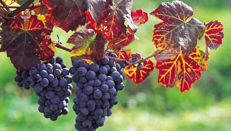 Kam na vinobraní? 