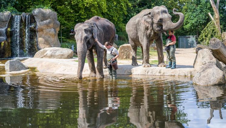 SVĚTOVÝ DEN SLONŮ V ZOO PRAHA 