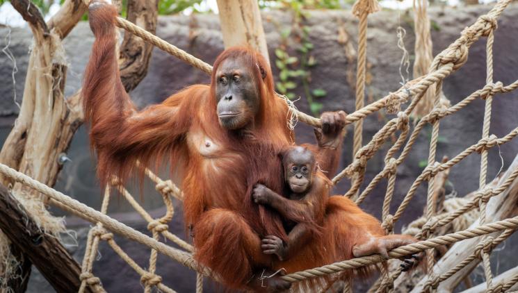 INDONÉSIE, AFRIKA A DALŠÍ TEPLÉ KRAJINY. ZOO PRAHA LÁKÁ DO VYHŘÍVANÝCH PAVILONŮ.
