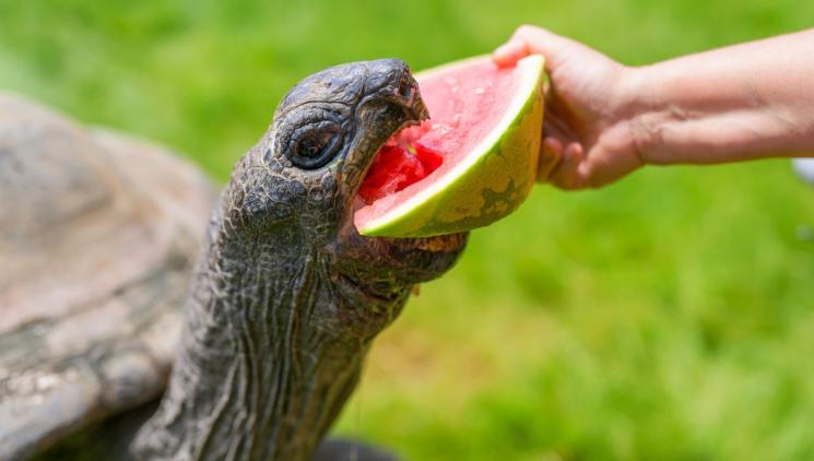 MELOUNOVÉ STŘEDY V ZOO PRAHA