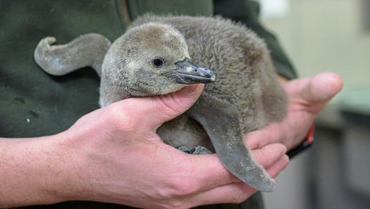 MLÁDĚ TUČŇÁKA VÁŽÍ UŽ SKORO KILO A PŮL