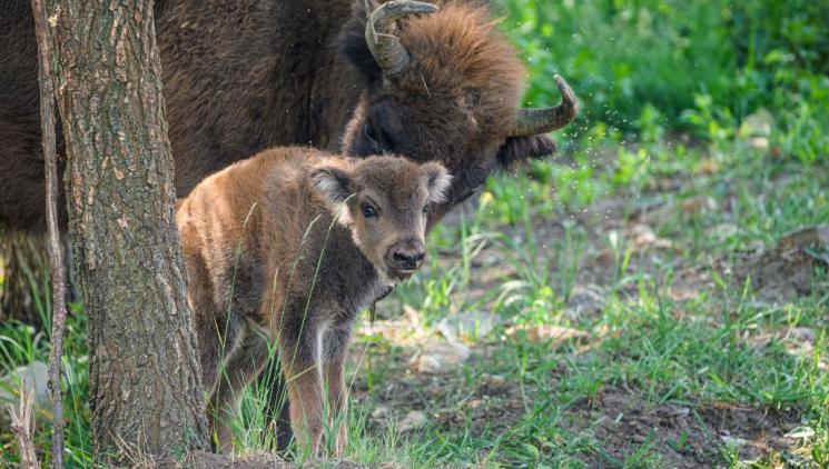 THE FIRST CALF OF THE BISON IN DOLNÍ POČERNICE AND PLAYFUL FOALS IN THE ZOO AND AT THE CASTLES