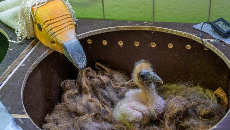 ZRANĚNÉ KŘÍDLO A DEVĚT BROKŮ V TĚLE: ZÁZRAČNÝ PÁR SUPŮ ZPLODIL V PRAZE MLÁDĚ