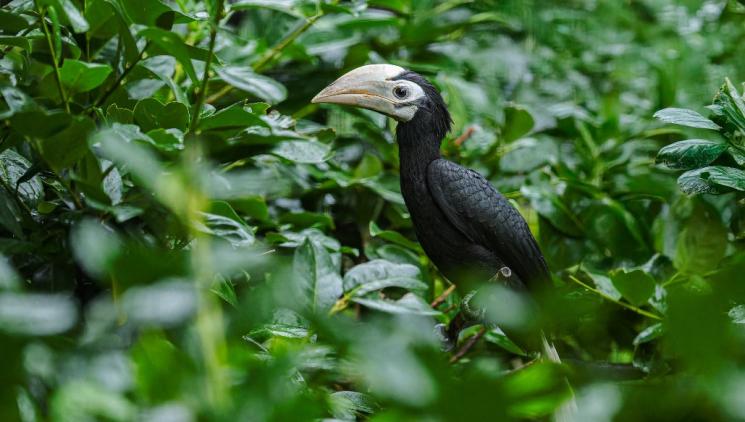 ZOO PRAHA ODCHOVALA JAKO PRVNÍ ZOO V ČESKU ZOBOROŽCE BĚLOOCASÉHO
