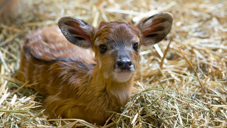 THE FIRST YOUNGSTER OF 2025 IS SITATUNGA