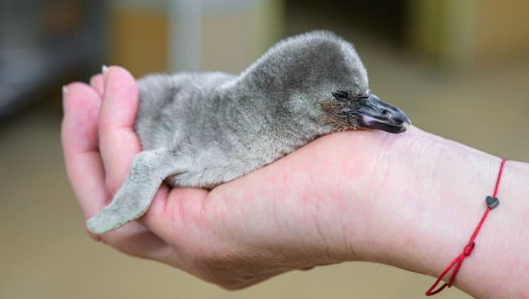 VÁŽENÍ MLÁDĚTE TUČŇÁKA V ZOO PRAHA