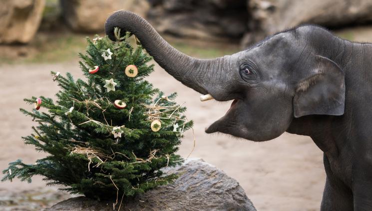 ZOO PRAHA POTĚŠÍ ZVÍŘATA VÁNOČNÍMI STROMKY