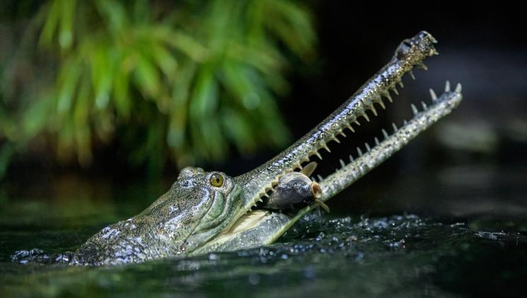 Thawing of reptiles at Prague Zoo