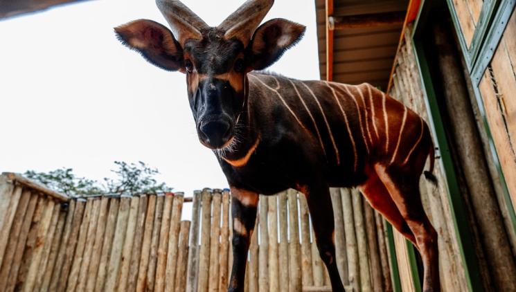 BONGOVÉ Z EVROPY JSOU PO PŮL STOLETÍ ZPÁTKY DOMA. ČTYŘI SAMCI DORAZILI DO KENI
