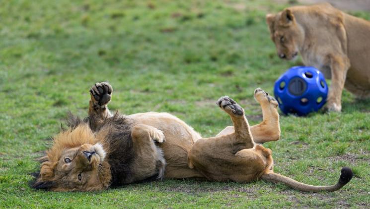 ANIMALS AT PRAGUE ZOO WELCOME SPRING WEATHER