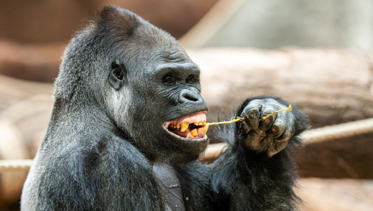 FOR OLD MOBILE TO ZOO PRAGUE