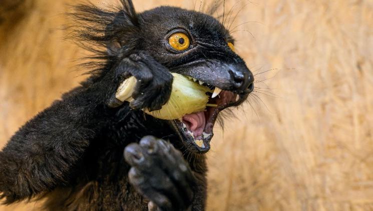 LEMUR TMAVÝ SE ZABYDLUJE V ZOO PRAHA