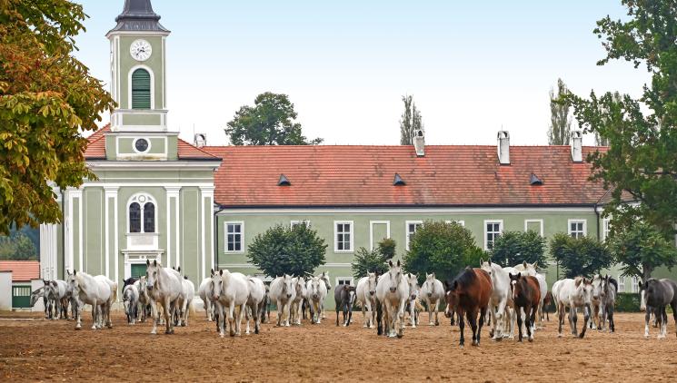 NATIONAL STUD KLADRUBY NAD LABEM