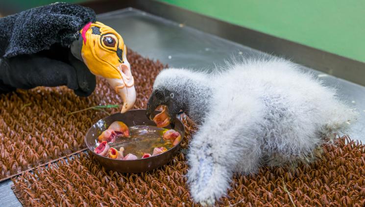 ZOO PRAHA POPRVÉ ODCHOVÁVÁ KONDORA MENŠÍHO „MAŇÁSKOVOU“ METODOU