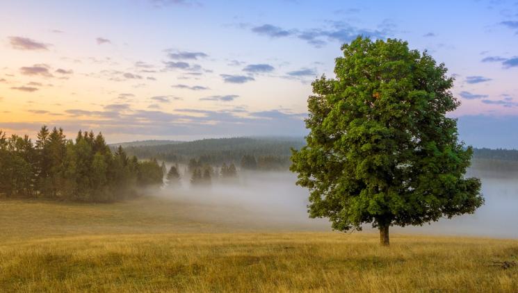 Escape from the City: Discover the Magic of Silence in the Czech Forest