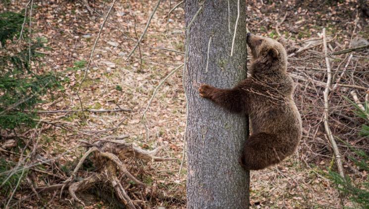 Příběh osiřelých medvědů, kteří nemohli zpět do přírody. Jak si zvykají na nový domov v Krkonoších?