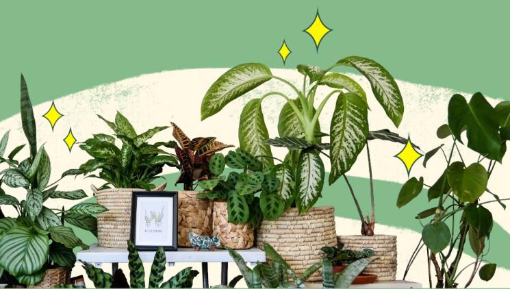 Tipy na dárky (nejen) pro milovníky květin