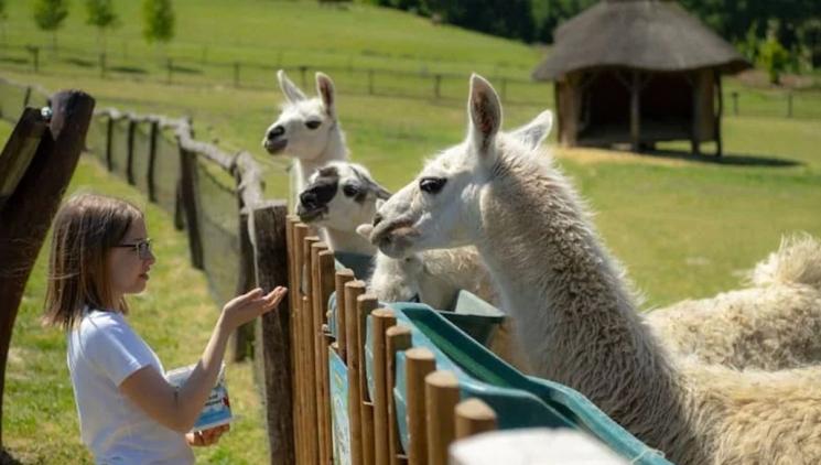 Farmapark Soběhrdy in spring: baby animals, free attractions, and a family trip full of experiences.