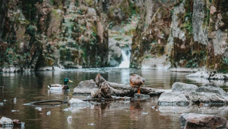 MEZI BALVANY A TICHEM:  výprava ke Skryjským jezírkům