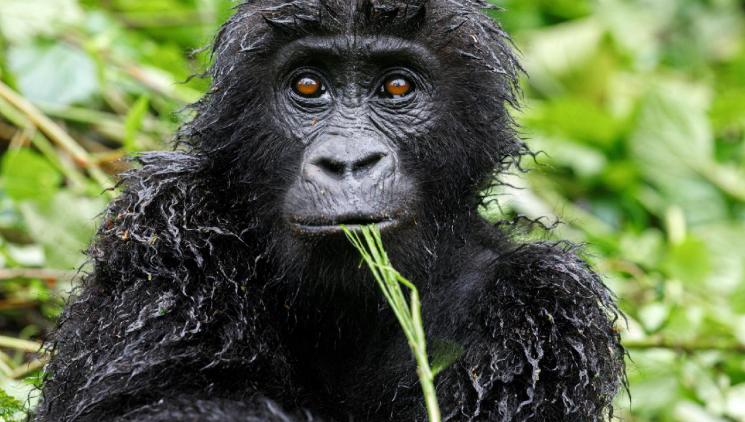 PRAGUE ZOO AWARDED RICHARD PRIZES