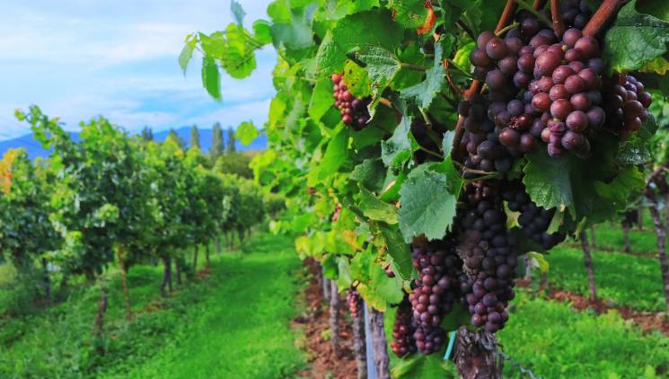 8 tipů, kam jít letos na vinobraní