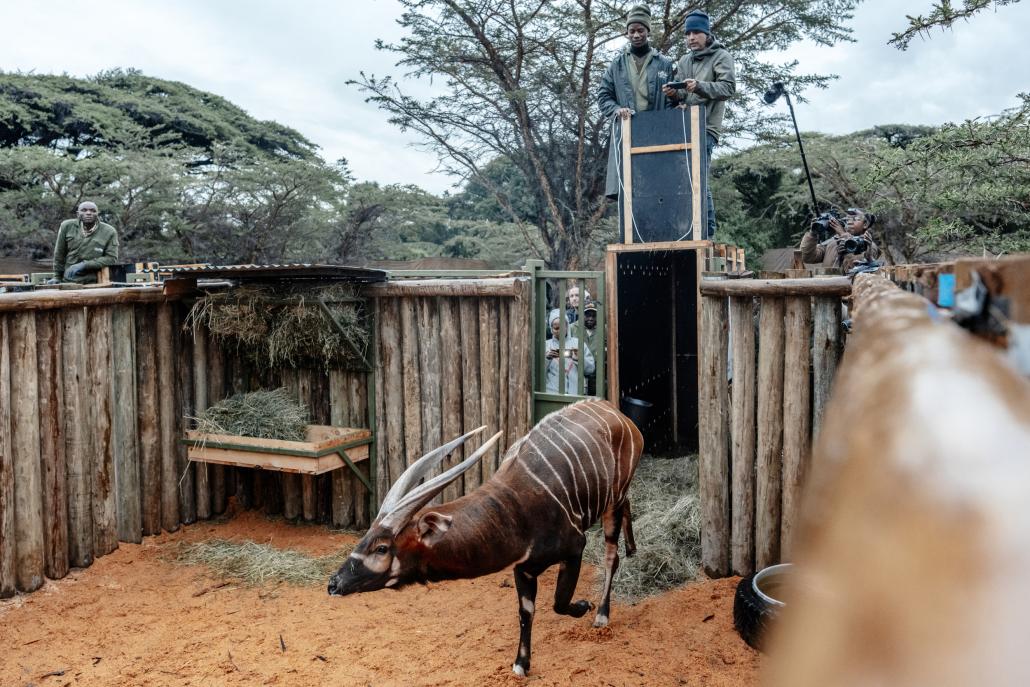 Vypou&scaron;těn&iacute; bongů v Keni po n&aacute;ročn&eacute;m transportu z Evropy. Foto Petr Topič, Safari Park Dvůr Kr&aacute;lov&eacute;