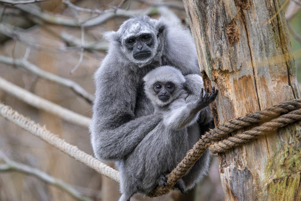 Experienced female Alang Alang knew from the very first moment how to properly feed the young one, keep it warm, or support its head. The father of the young one is the male Flip. Photo Petr Hamerník, Zoo Prague