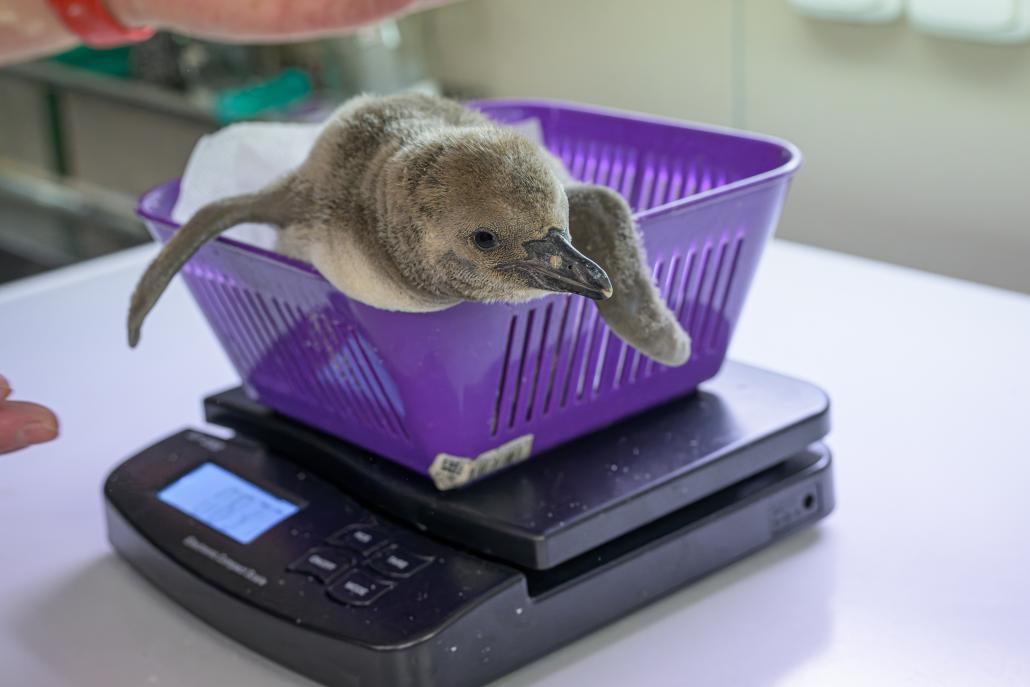 Zat&iacute;mco odchov ml&aacute;děte prob&iacute;h&aacute; přirozeně, pravideln&eacute; v&aacute;žen&iacute; je v prostřed&iacute; zoologick&eacute; zahrady důležit&eacute; pro kontrolu př&iacute;bytků hmotnosti. Pokud by něco nebylo v poř&aacute;dku, umožn&iacute; to chovatelům včas zas&aacute;hnout. Foto Petr Hamern&iacute;k, Zoo Praha