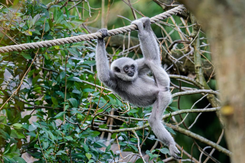 In the coming months, Bayu will undergo independence from his mother. Although the female will stop carrying him, she will still embrace him and stay close. Photo Petr Hamerník, Zoo Prague
