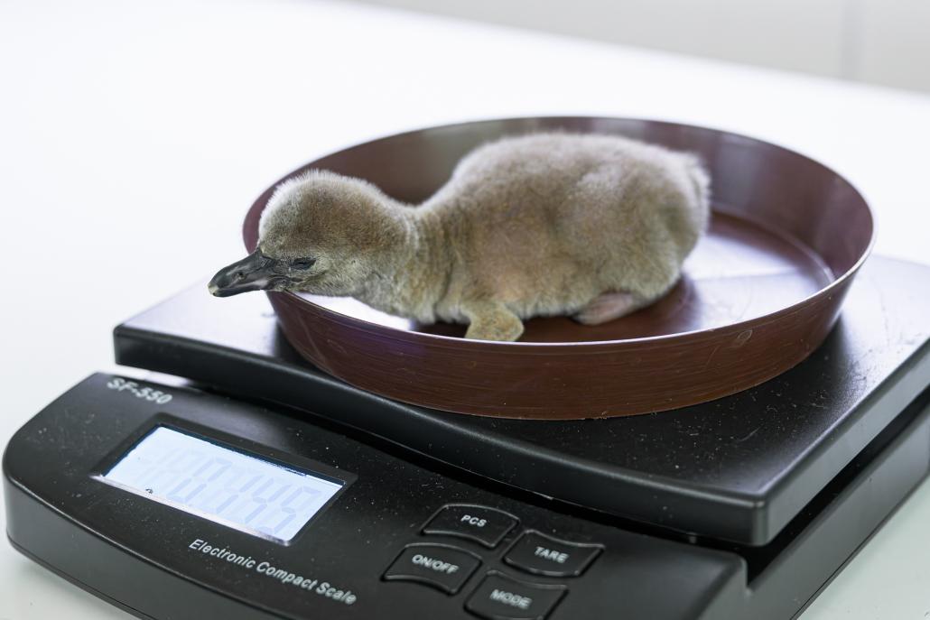 Denn&iacute; př&iacute;růstky na hmotnosti mal&eacute;ho tučň&aacute;ka Humboldtova v Zoo Praha se aktu&aacute;lně pohybuj&iacute; okolo 30-35 gramů. Foto Petr Hamern&iacute;k, Zoo Praha