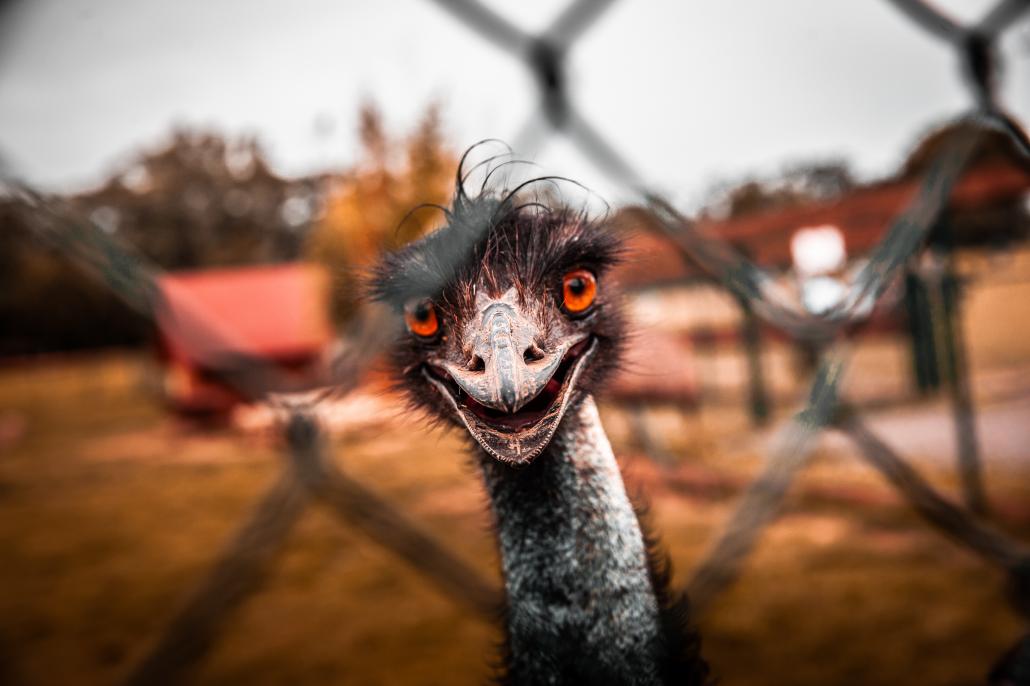 Kam za zvířaty v Praze?